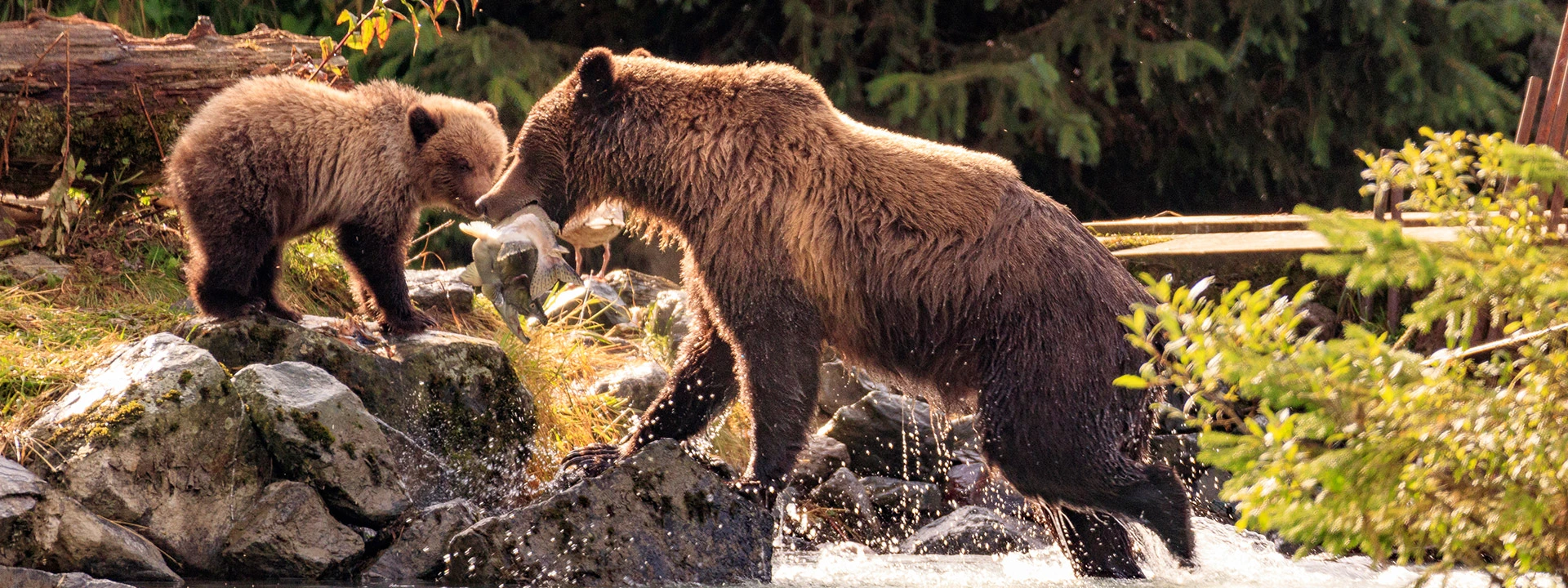 grizzly bear and cub salmon fishing in Alaska