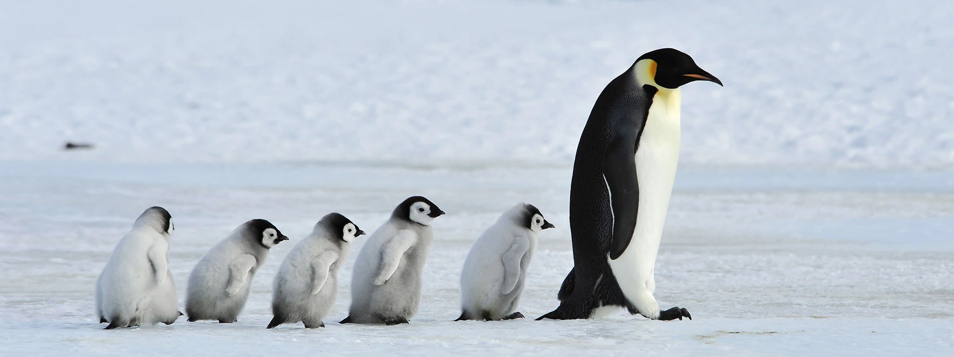 family of penguins on an Antarctica cruise