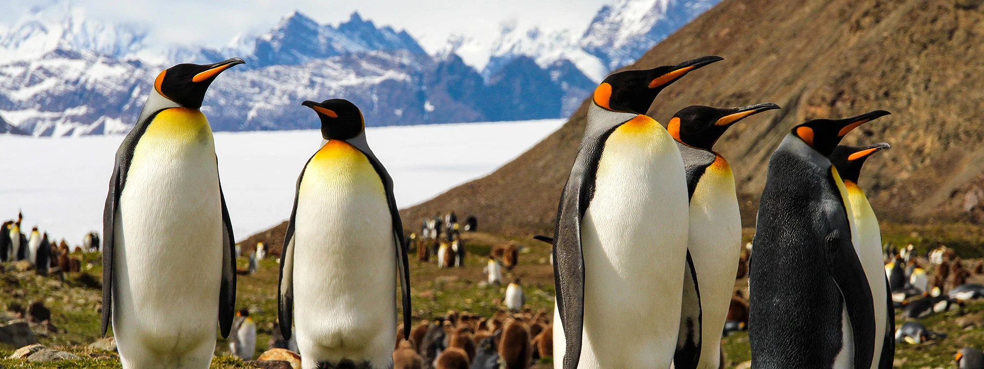 see penguins in Antarctica on a cruise