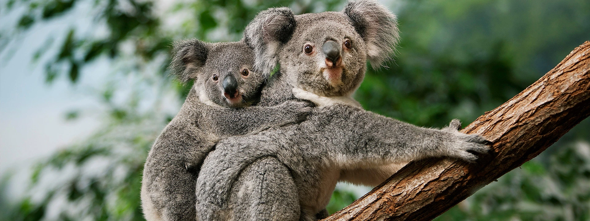 see koalas on a cruise in Australasia and the South Pacific