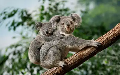 Australasia & South Pacific