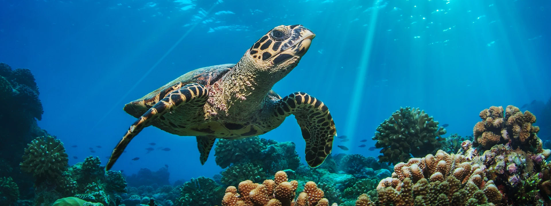 swimming and scuba diving with sea turtles in the Caribbean Sea
