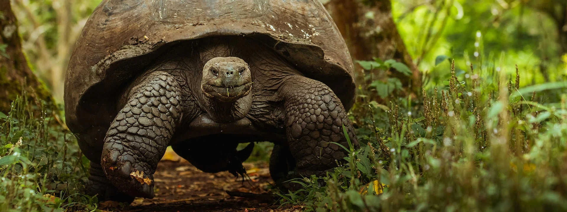 Galapagos giant tortoise in the jungle on the Galapagos Islands