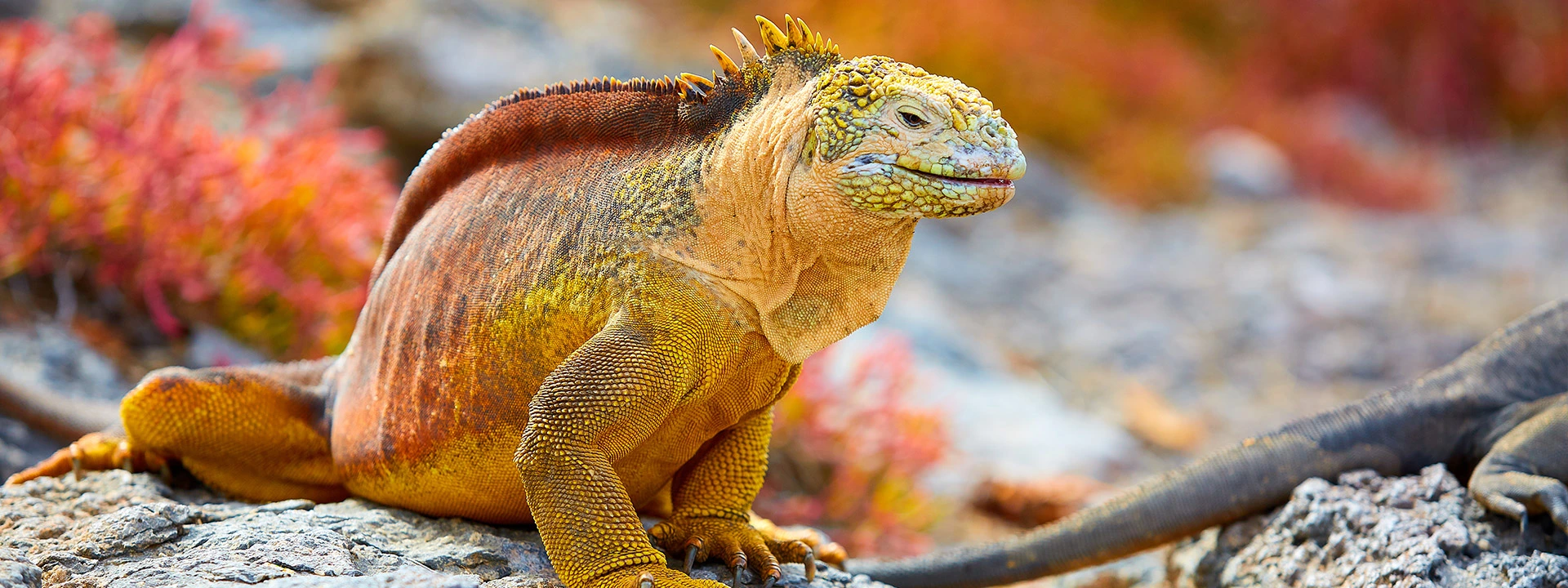 see the Galapagos Iguanas on a cruise in the Galapagos Islands