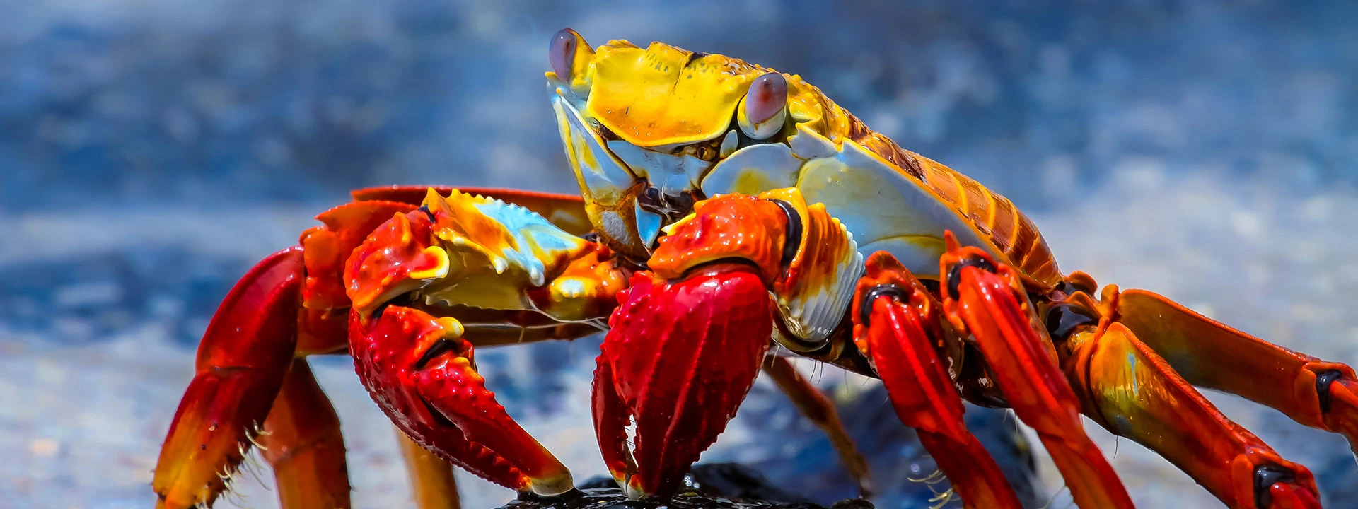 sally lightfoot crab on the beaches in the Galapagos