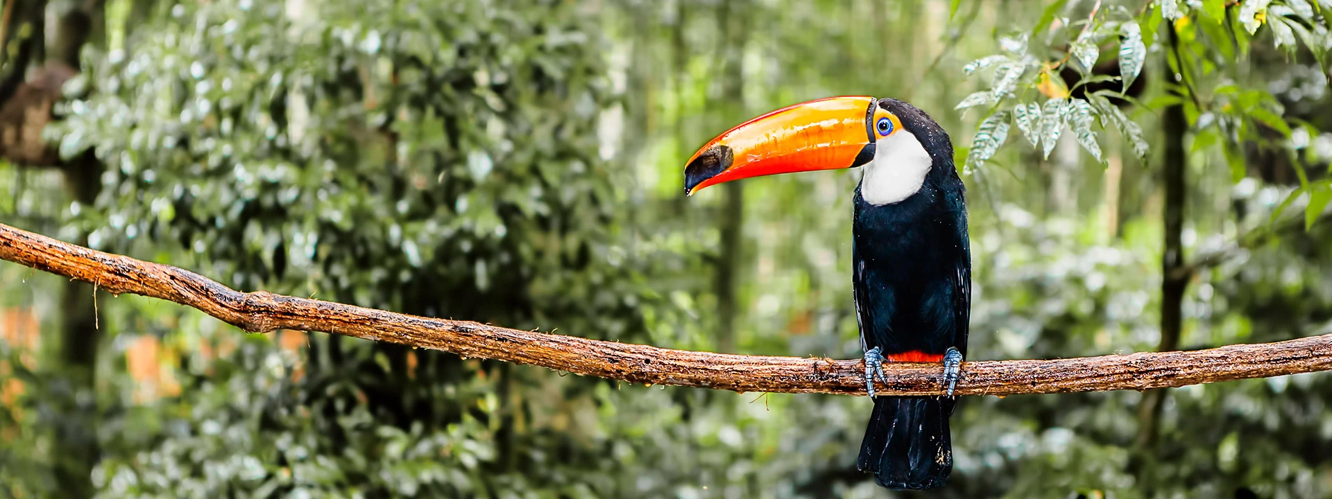 toco toucan in the South America jungles